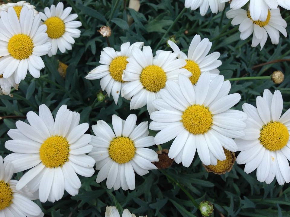 Beautiful Flowers biology bloom