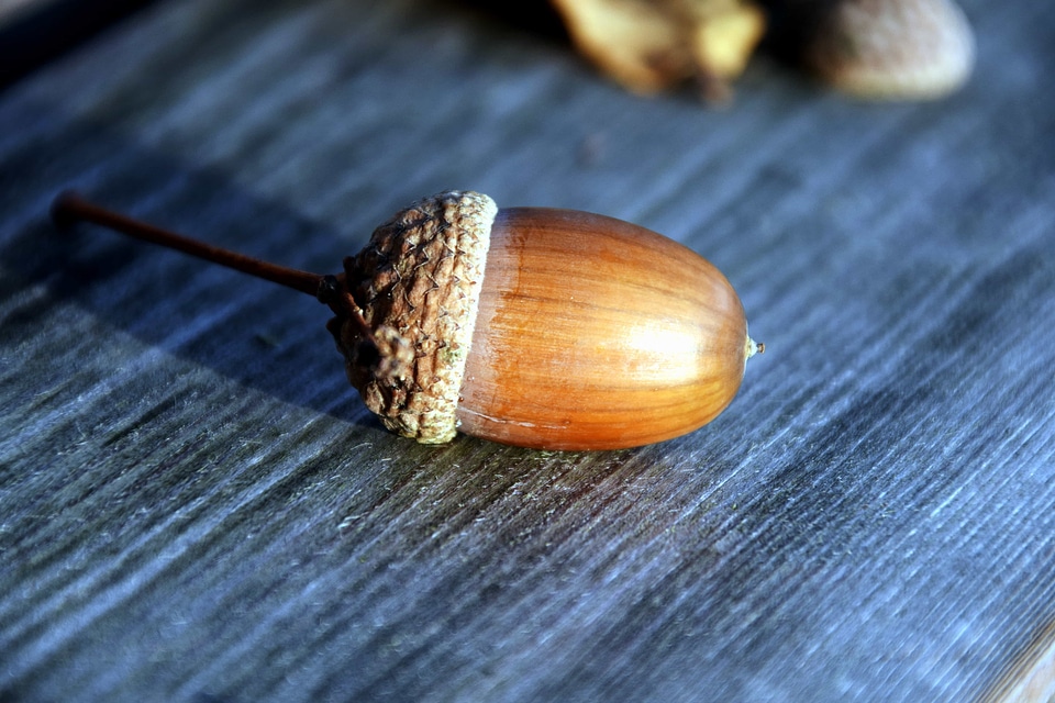 Acorn daylight detail
