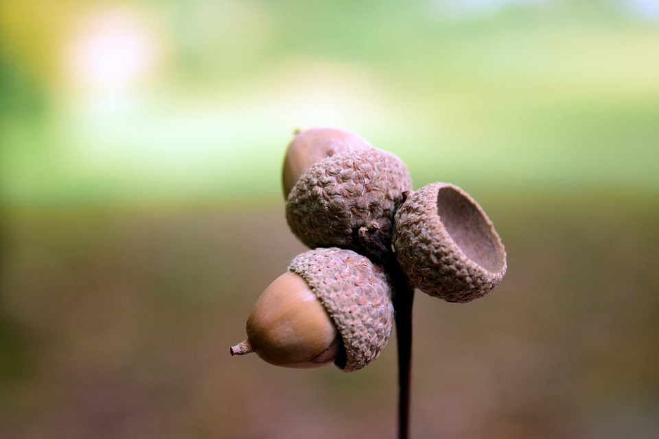 Acorn daylight detail