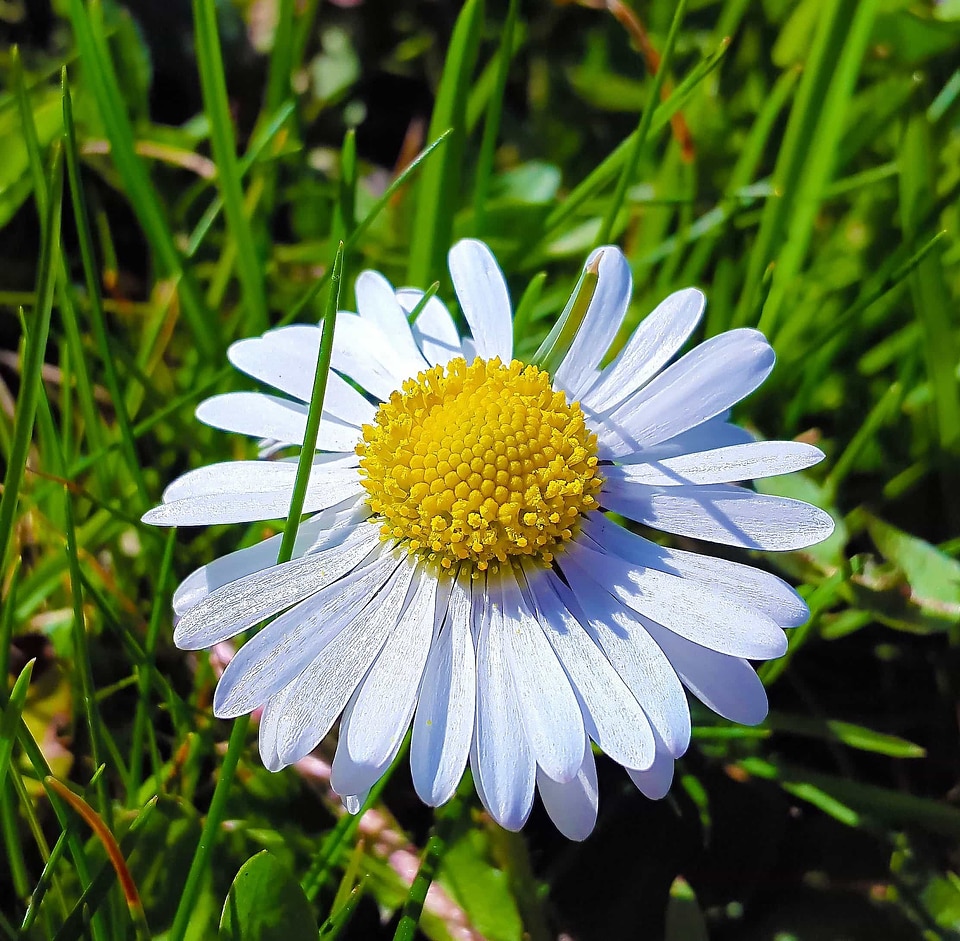 Beautiful beautiful flowers biology
