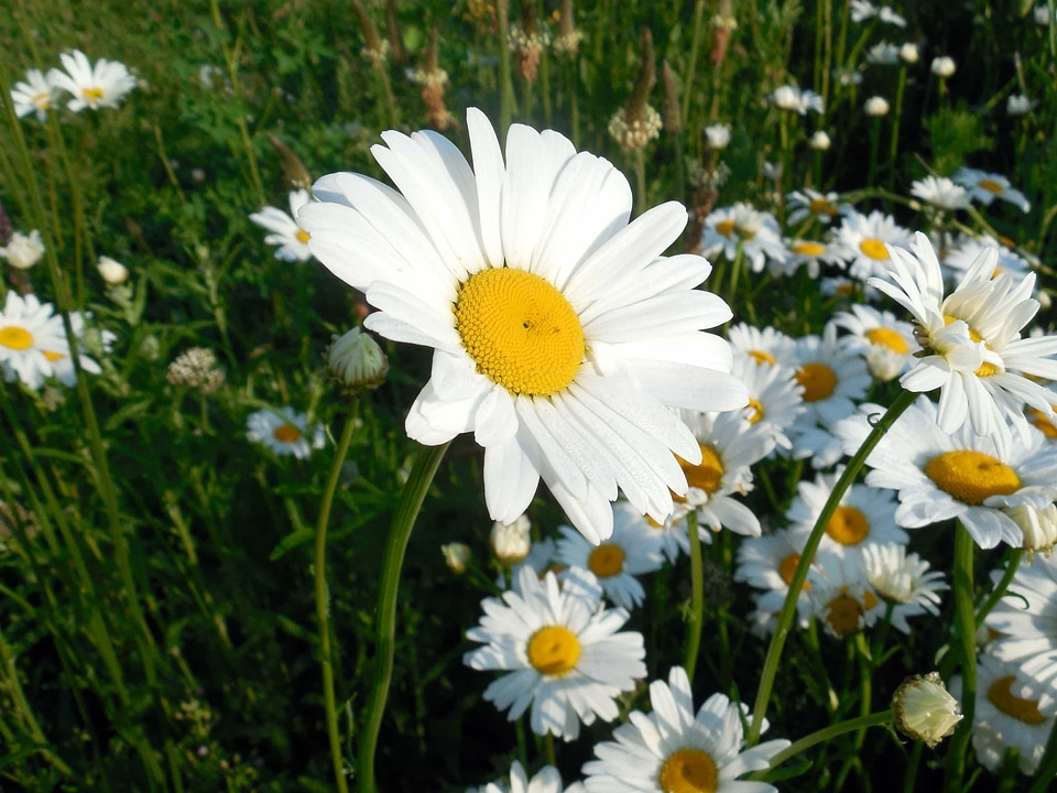 Beautiful Flowers biology bloom