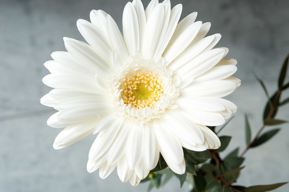 Beautiful beautiful flowers biology