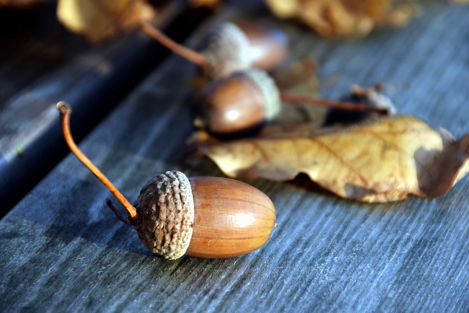 Acorn brown daylight