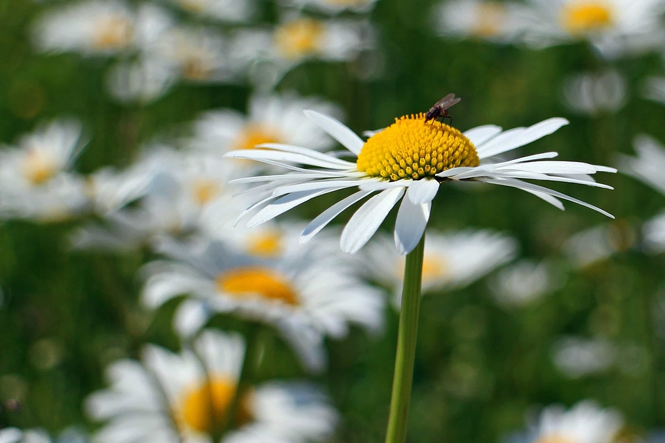 Animal arthropod beautiful flowers