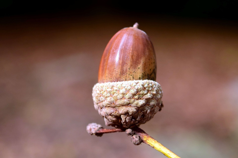 Acorn branch climate