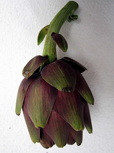 Artichoke calorie daylight