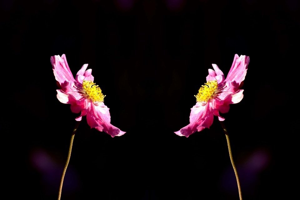 Beautiful beautiful flowers beautiful photo