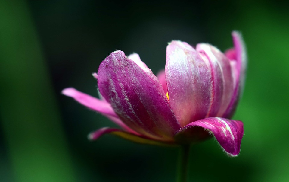Beautiful beautiful flowers beautiful photo