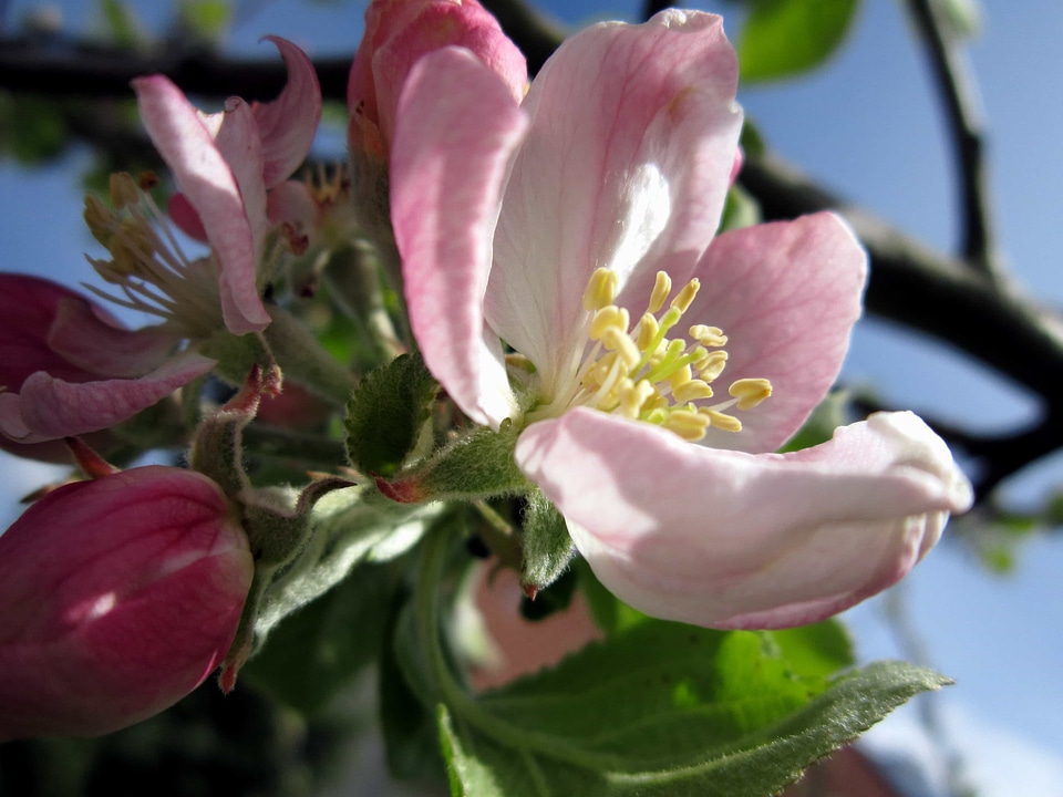 Beautiful Flowers blooming blossom