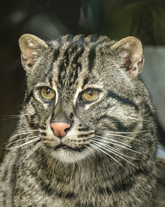 Wild cat wildlife nature