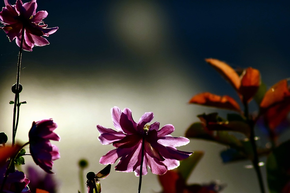 Beautiful Flowers bloom blooming