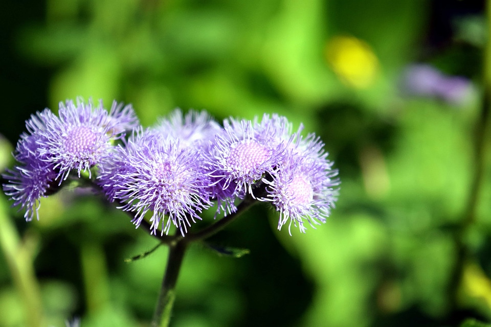 Beautiful Flowers bloom blooming