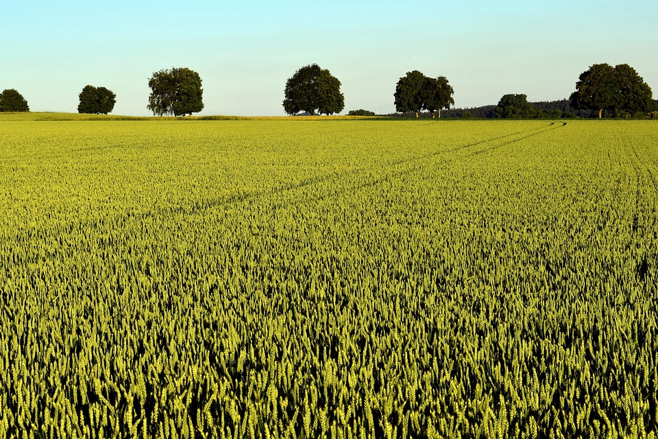 Agriculture Brassicaceae countryside