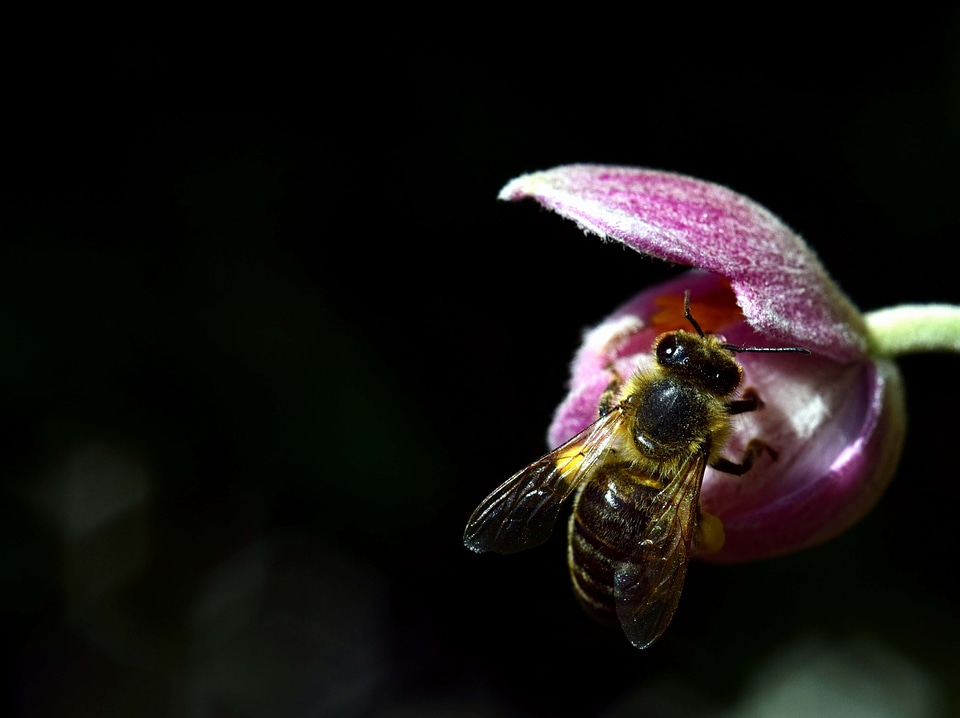Animal arthropod beautiful flowers
