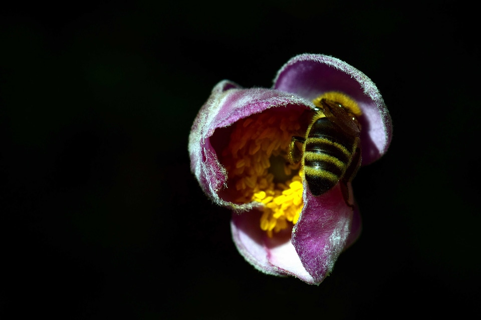 Animal arthropod beautiful flowers