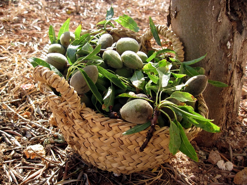 Agriculture basket diet