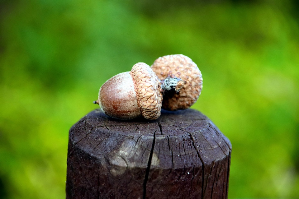 Acorn brown daylight
