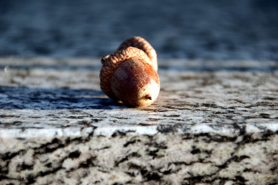Acorn autumn autumn season