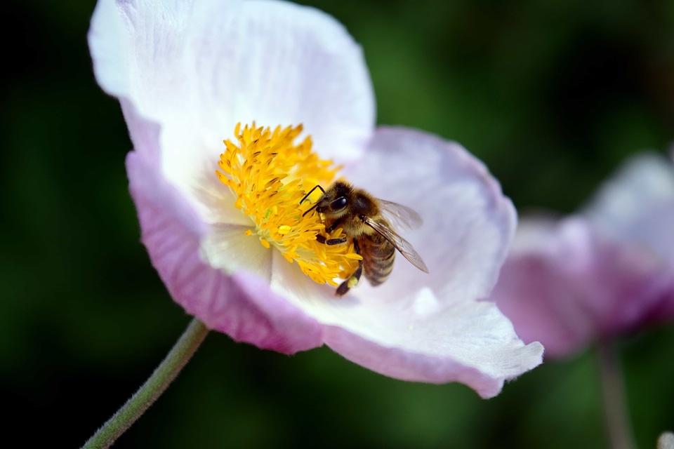 Animal arthropod beautiful flowers
