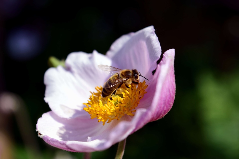 Animal arthropod beautiful flowers