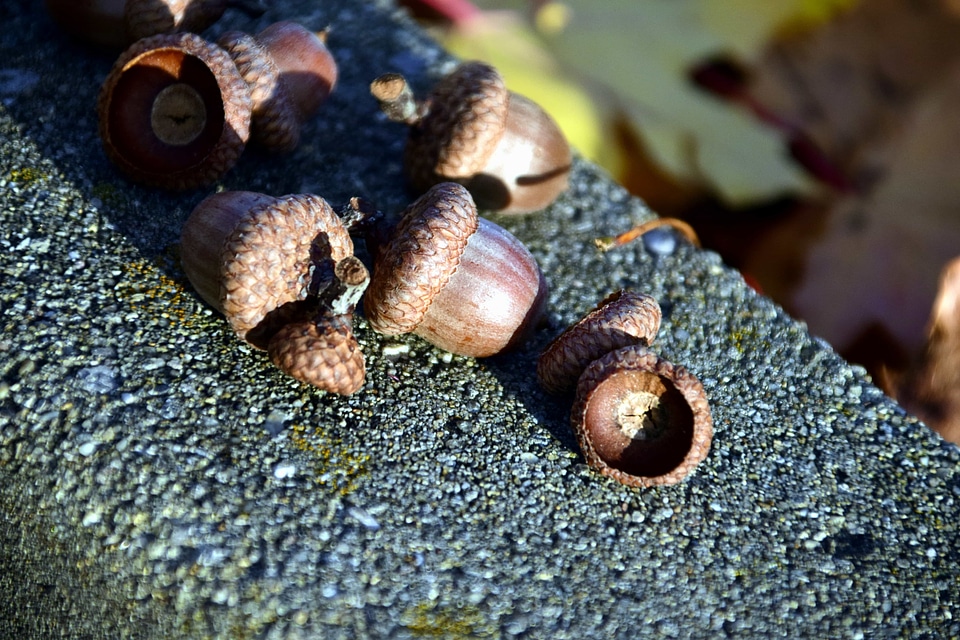 Acorn brown concrete