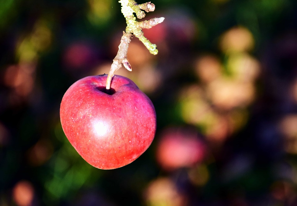 Apple daylight diet