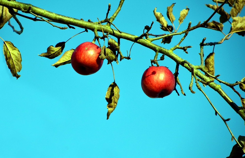 Apple branch daylight