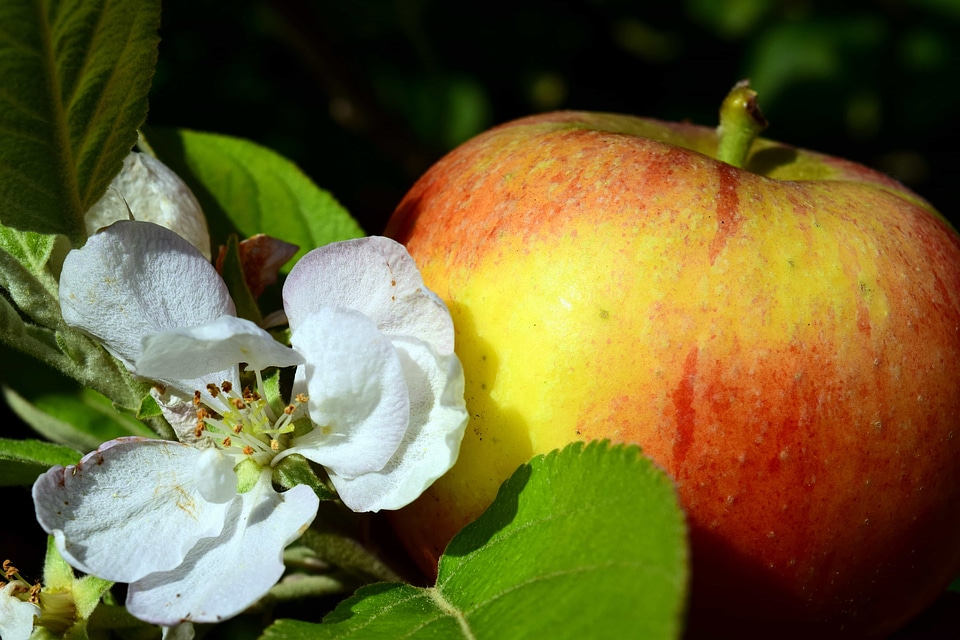 Apple daylight diet