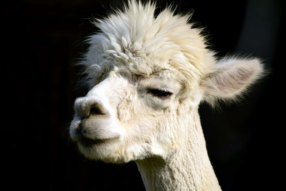Alpaca animal ear