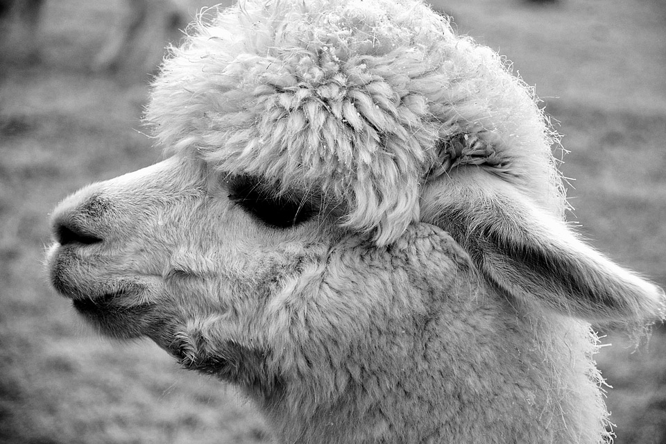 Alpaca animal black and white