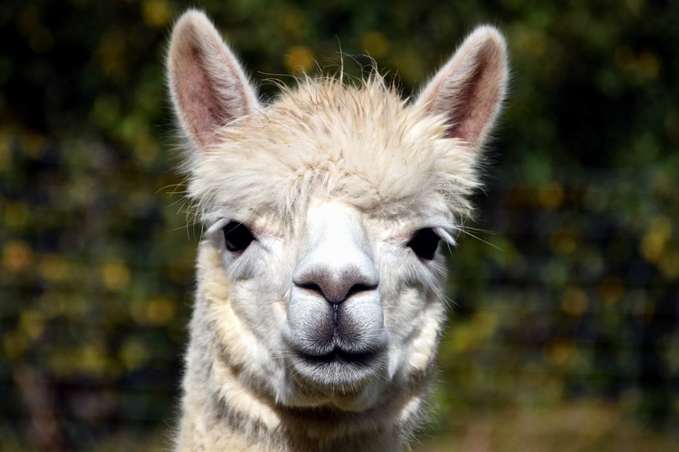 Alpaca animal cute