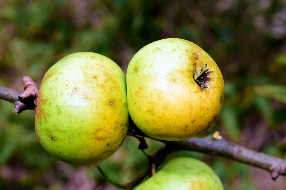 Agriculture apple daylight