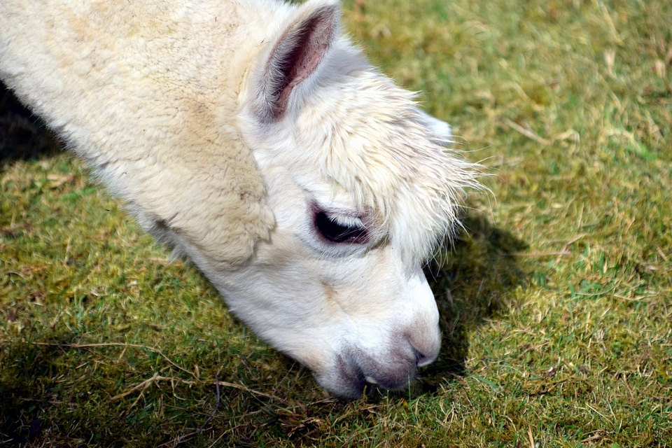 Alpaca animal daylight
