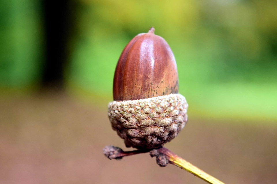 Acorn beautiful photo daylight