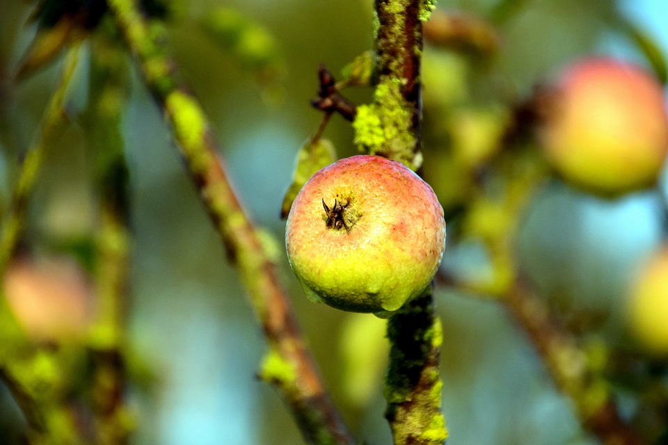 Apple beautiful photo branch