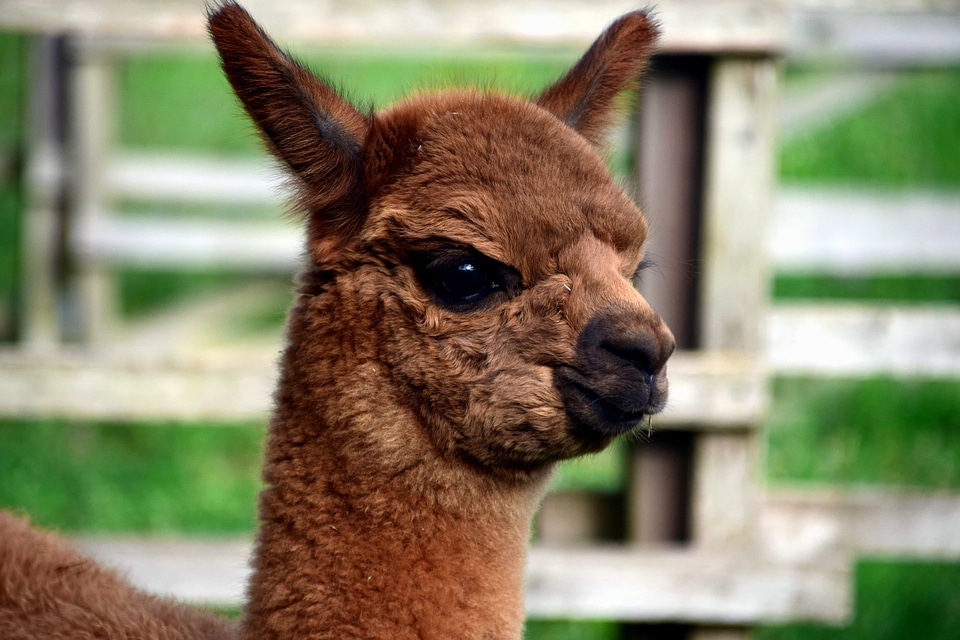 Alpaca animal cute