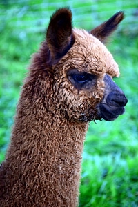 Alpaca animal brown
