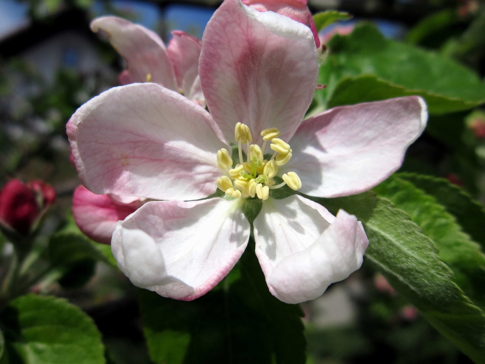 Apple beautiful flowers bloom
