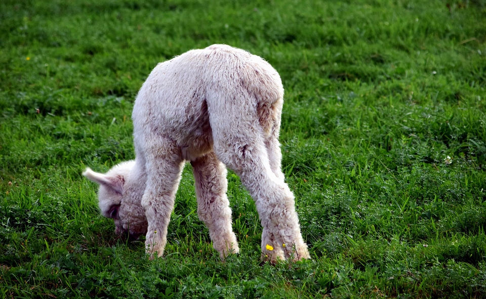 Alpaca animal cute