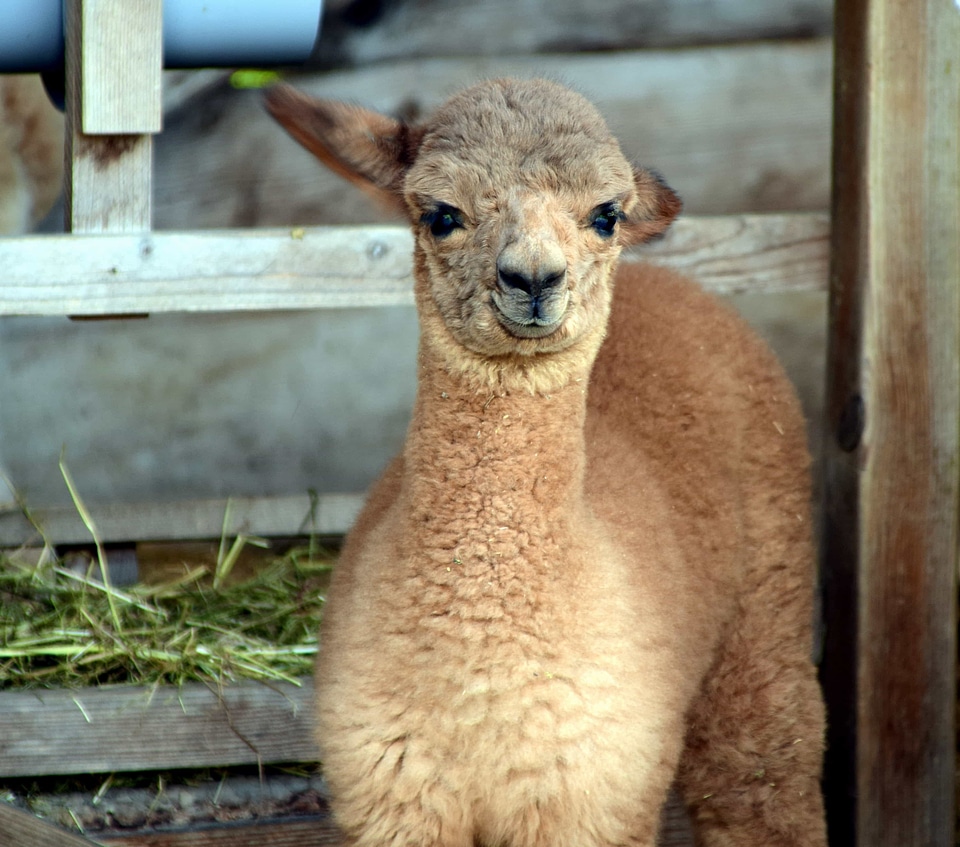 Alpaca animal cute