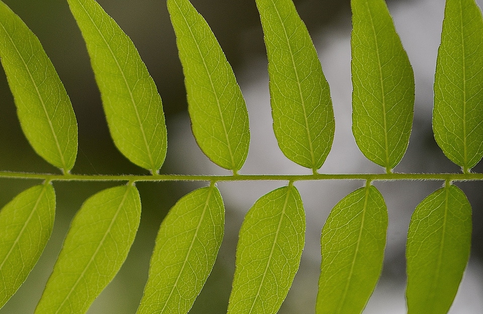 Green plant nature