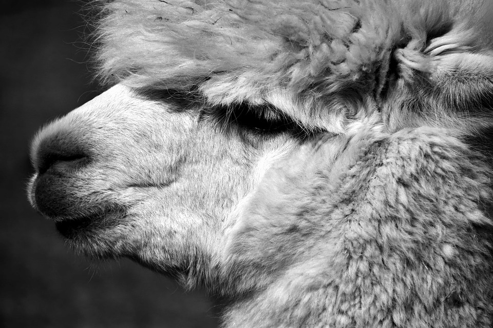 Alpaca animal black and white