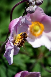 Animal arthropod beautiful flowers