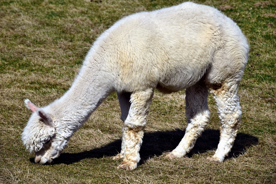 Alpaca animal cute
