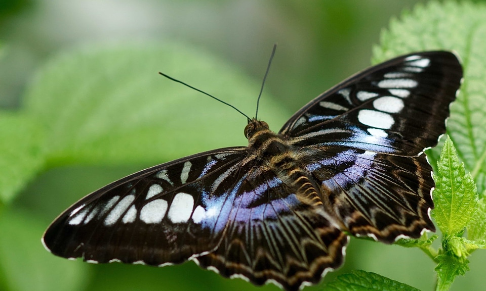 Animal arthropod beautiful