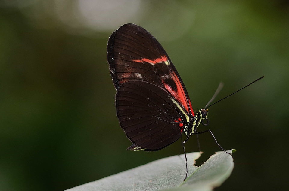 Animal arthropod beautiful photo