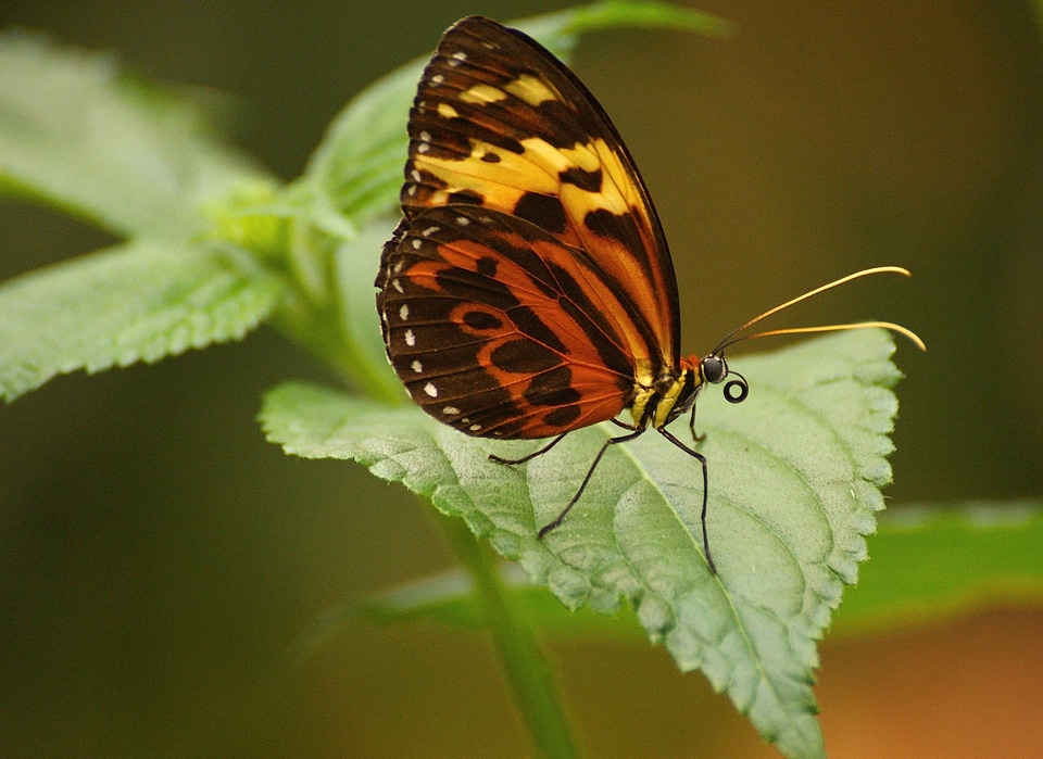 Animal arthropod beautiful flowers