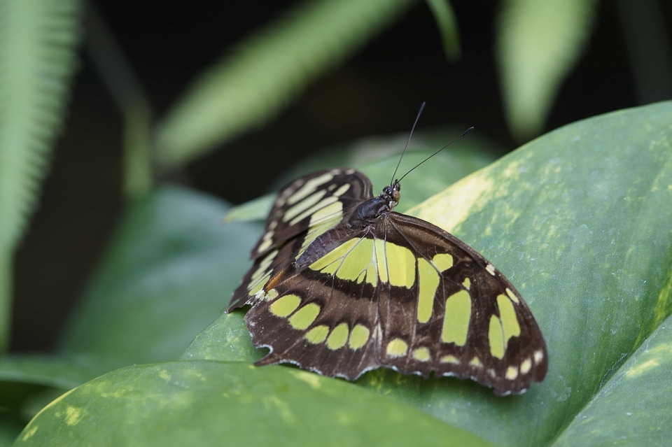 Animal arthropod biology