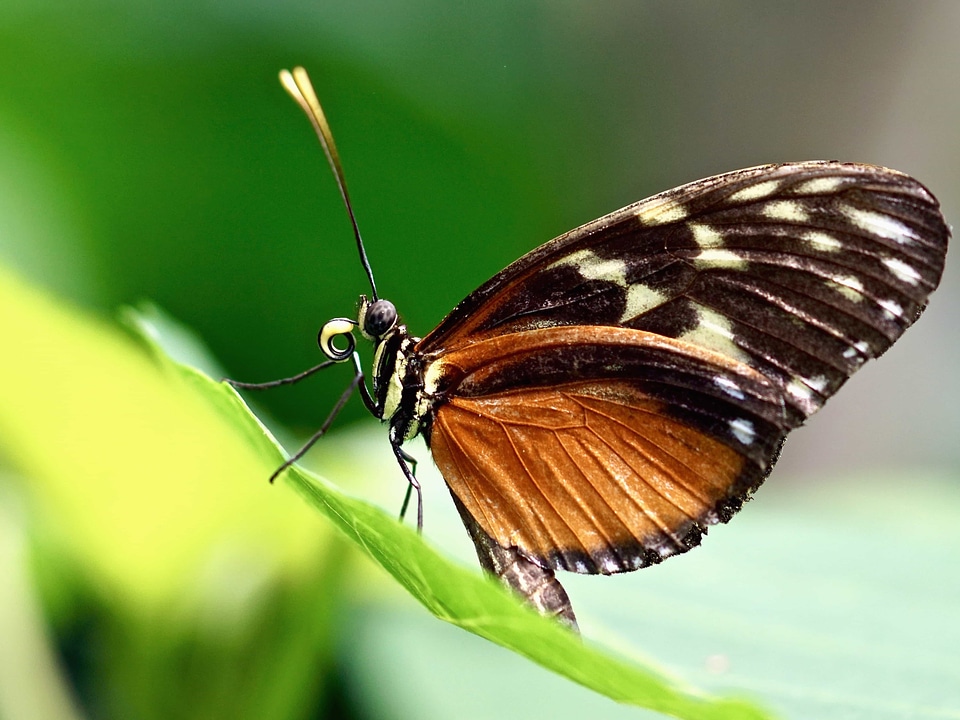 Animal arthropod beautiful photo