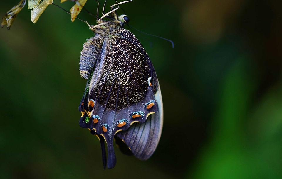 Animal arthropod beetle